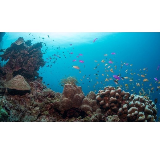 Pledge to Nurture Good Habits for Cleaner Oceans