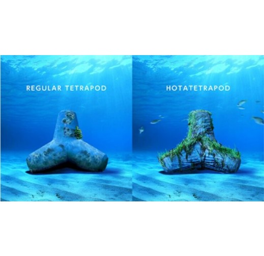 「HOTATETRAPOD」: Blue Carbon Wave Dissipating Blocks Utilizing Scallop Waste Shells